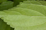 Smallspike false nettle